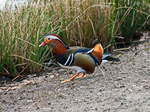 Mandarinenente am Flamingoteich im Ortsteil Schnefeld in Brandenburg am 26.