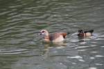 Eine Nilgans wird von einer Brautente verfolgt.