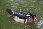 Brautente ♂ (Aix sponsa) am 26.4.2010 im Vogelpark Eggenstein-Leopoldshafen.