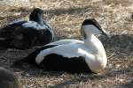 Mnnliche Eiderente (Somateria mollissima) im Tierpark Berlin.