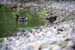 Ein Entenpaar im Rhein bei Bad-Honnef bei schnem Wetter am 27.5.2012.