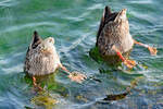 Enten beim Grndeln.