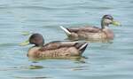 Zwei Enten am 23.07.22 im hollndischen Cadzand.