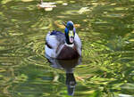 Stockente im Schillerparkteich in Euskirchen - 26.10.2022