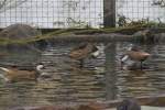 Eine Gruppe Bahama-Enten (Anas bahamensis) am 25.2.2010 im Zoo Berlin.