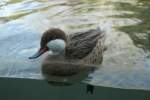 Eine Bahamaente (Anas bahamensis) schwimmt im Becken bei den Flusspferden.