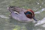 Krickente ♂ (Anas crecca) am 26.4.2010 im Vogelpark Eggenstein-Leopoldshafen.