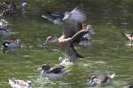 Verschiedene Sdamerikanische Enten im Tierpark Berlin.