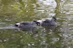 Fleckschnabelenten (Anas poecilorhyncha) im Tierpark Berlin.