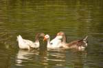 zwei Graugnse und eine Hausgans auf einem kleinen Teich im Stadtteil Campo Grande (LISBOA, Distrikt Lissabon/Portugal, 25.04.2014)