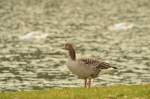 Mit schehmenhaft erkennbaren Schwnen im Hintergrund auf dem Neckar, zeigt sich diese Gans dem Fotografen im Seitenprofiel.