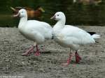 Zwergschneegans (Anser rossii) im Tierpark Berlin (August 2015).