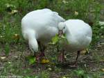 Zwergschneegans (Anser rossii) im Tierpark Berlin (August 2015).