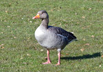 Graugans in der Rheinaue  Bonn  - 14.03.2016