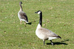 Kanada- und Graugans in der Rheinaue Bonn - 14.03.2016