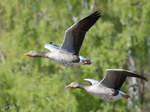 Zwei Graugnse im Formationsflug