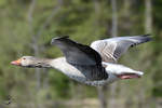 Eine Graugans im Flug