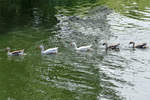 Gnsefamilie, nicht  sortenrein , erkannbar Graugans und Hckergans, am Rheinarm in Mondorf - 20.05.2018