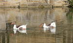 Gnseprchen am 25.04.2020 im Schlosssee von Neuenstein.