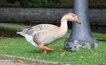 Graugans am 05.10.2020 beim Wasserschloss in Celle.