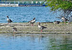 Grauganskolonie auf der Vogelinsel im Zlpicher See - 21.04.2021