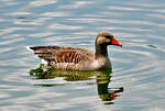 Graugans schwimmt im Zlpicher See - 07.05.2022