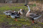 Wildgnsetrio am 18.03.2023 am Neckar bei Ludwigsburg.