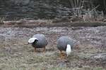 Zwei Kaisergnse (Anser canagicus) auf Futtersuche.