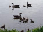 Auf dem Wasser fhlen sich diese Graugnse/Wildgnse (Anser anser) mit ihrem Nachwuchs sicherer als auf dem Festland; Schaalsee, 13.05.2010  