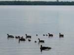 Auch eine groe Familie Graugnse/Wildgnse (Anser anser) unternimmt trotz des unfreundlichen Wetters einen Ausflug am Himmelfahrtstag; Schaalsee, 13.05.2010