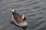 Eine Ente auf der Alster im Hamburg, am 01.08.2010