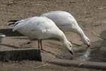 Zwei Schneegnse (Anser caerulescens) beim Trinken.