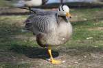 Streifengans (Anser indicus) im Tierpark Berlin.