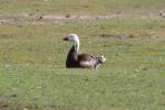 Kleine Schneegans (Anser caerulescens caerulescens) im Tierpark Berlin.