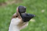 Kopf einer Hckergans am 14.4.2010 im Vogelpark Dielheim-Balzfeld.