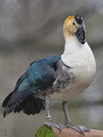 Eine Glanzente (Altwelt-Hckerglanzgans) Anfang April 2017 im Zoo Dresden.