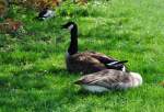 Kanadische G�nse im Park des Br�hler Schlosses - 23.04.2011