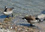 Kanadag�nse am Rheinufer in Bonn-Mehlem - 31.05.2014