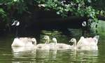 KANADAG�NSE-FAMILY MIT 4-FACHEM NACHWUCHS IN DIERDORF/WW.