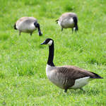 Kanadag�nse auf Nahrungssuche.