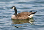Kanadagans auf dem Z�lpicher See - 21.04.2021