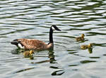 Kanadagans mit K�ken im Z�lpicher See - 07.05.2022