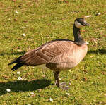 Kanadagans im Freizeitpark Rheinbach - 19.03.2025