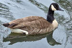 Im Bild eine Kanadagans, welche Mitte April 2026 auf dem Henrichsteich in Hattingen schwamm.