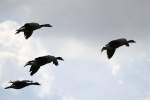 Todds Kanadag�nse (Branta canadensis interior) im Formationsflug.