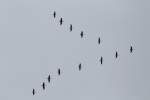 Ein Schwarm Kanadag�nse fliegt im Formationsflug nach S�den.