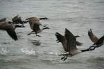 Ein Schwarm Todds Kanadag�nse (Branta canadensis interior) beim Starten aus dem Niagara River.