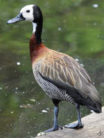 Eine Rostgans Anfang Juli 2010 im Zoo Schwerin.