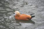 Rostgans (Tadorna ferruginea) vertreibt sich die Zeit im Teich.