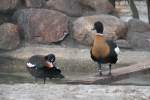 Australische Kasarka oder auch Halsbandkasarka (Tadorna tadornoides) am 25.2.2010 im Zoologischen Garten Berlin.